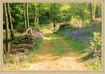 woodland ride with bluebells