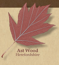 service tree leaf logo
