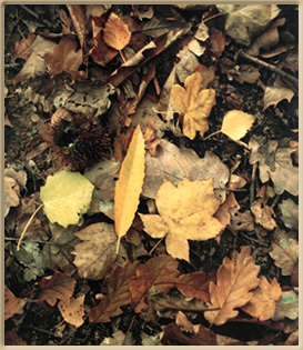 variety of fallen autumn leaves