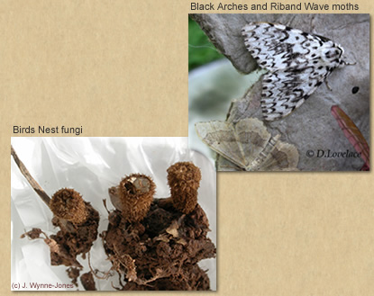 collage of two moths Black Arches, Lymantria monacha; Riband Wave, Idaea aversata; birds nest fungi